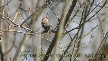 Collared Flycatcher