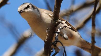Küçük akgerdanlı ötleğen