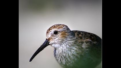 Karakarınlı kumkuşu