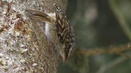 Bahçe tırmaşıkkuşu