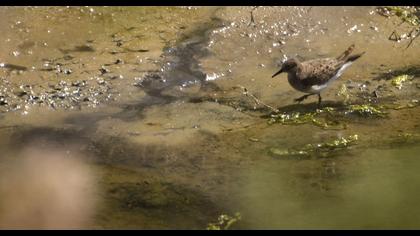 Sarıbacaklı kumkuşu
