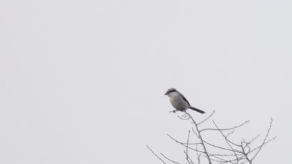 Büyük örümcekkuşu