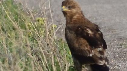 Küçük orman kartalı