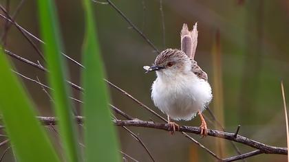 Dikkuyruklu ötleğen