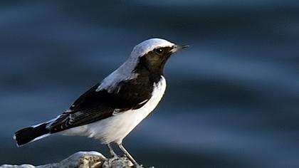 Aksırtlı kuyrukkakan