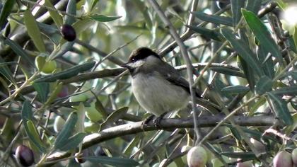 Akyanaklı baştankara