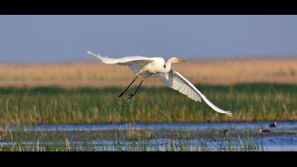 Büyük ak balıkçıl