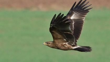 Küçük orman kartalı