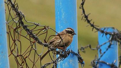 Sürmeli dağbülbülü