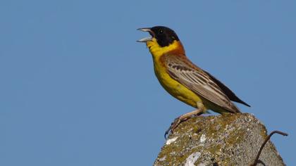 Karabaşlı kirazkuşu