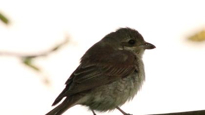 Kızılsırtlı örümcekkuşu