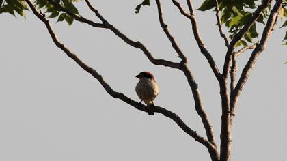 Kızılbaşlı örümcekkuşu