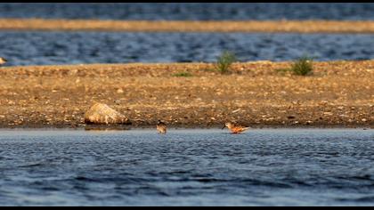 Curlew Sandpiper