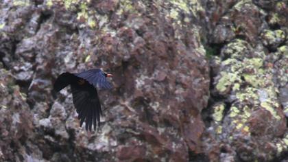 Kırmızıgagalı dağ kargası