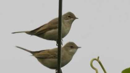 Akgerdanlı ötleğen