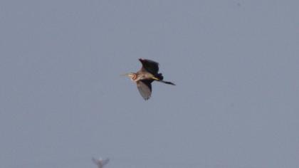 Erguvani balıkçıl