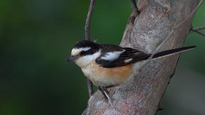 Maskeli örümcekkuşu