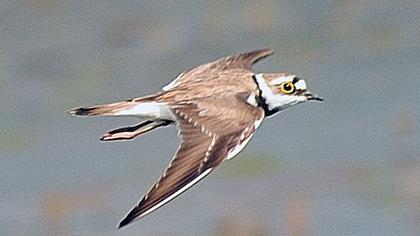 Halkalı küçük cılıbıt