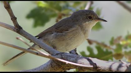 Bıyıklı ötleğen