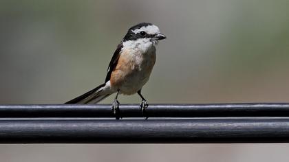 Maskeli örümcekkuşu