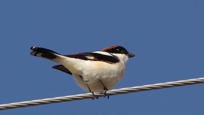 Kızılbaşlı örümcekkuşu