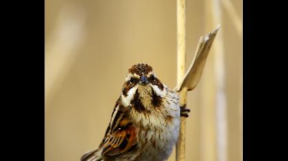 Bataklık Kirazkuşu