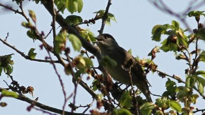 Karabaşlı ötleğen