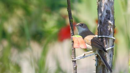 Akgerdanlı ötleğen