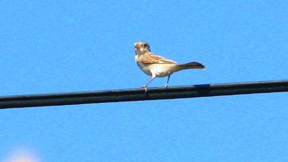 Kızılbaşlı örümcekkuşu