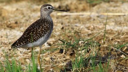 Orman düdükçünü