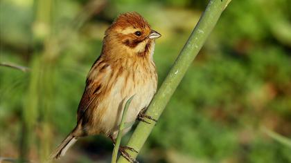 Bataklık Kirazkuşu