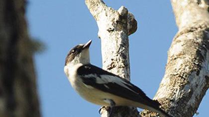 Semicollared Flycatcher