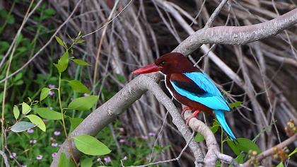İzmir yalıçapkını