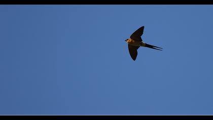 Kızıl kırlangıç