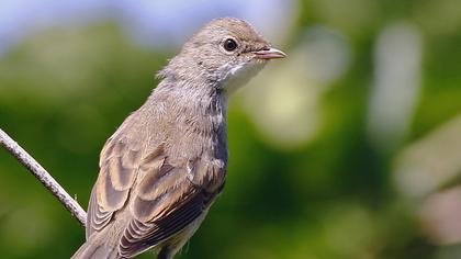 Akgerdanlı ötleğen