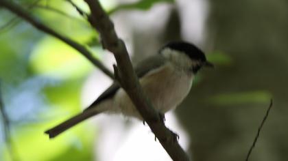 Kayın baştankarası