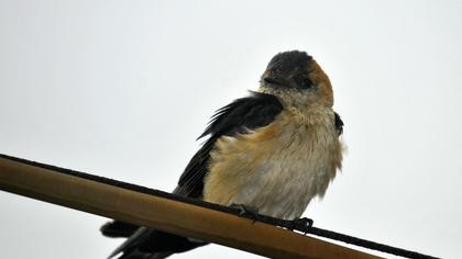 Kızıl kırlangıç