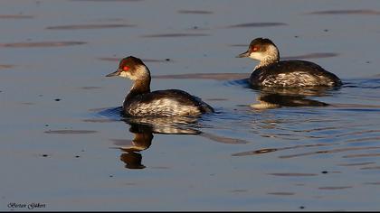 Karaboyunlu batağan