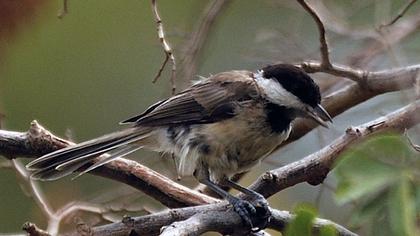Akyanaklı baştankara