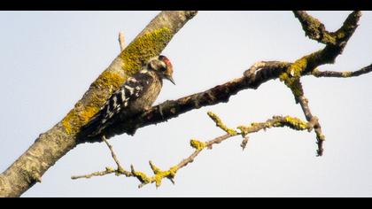 Küçük ağaçkakan