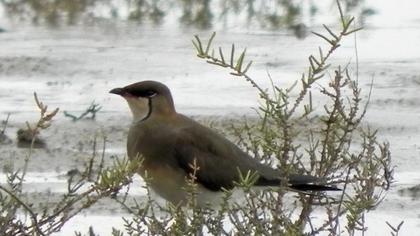 Bataklıkkırlangıcı