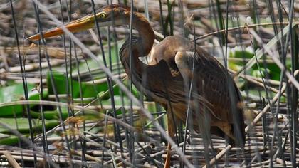 Erguvani balıkçıl