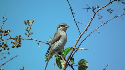 Kızılsırtlı örümcekkuşu