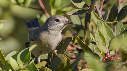 Bıyıklı ötleğen