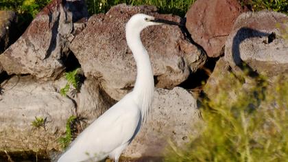 Küçük ak balıkçıl