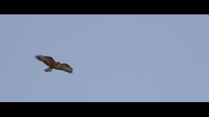 Long-legged Buzzard