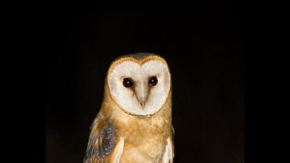 Western Barn Owl