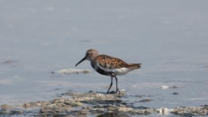 Karakarınlı kumkuşu