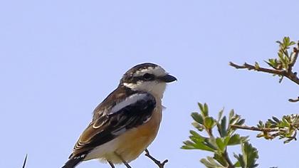 Maskeli örümcekkuşu