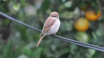 Kızılsırtlı örümcekkuşu